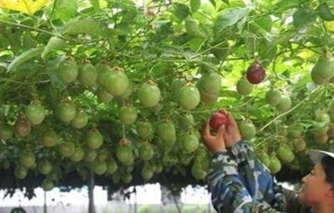 百香果的种植技术 百香果的种植技术和亩产量