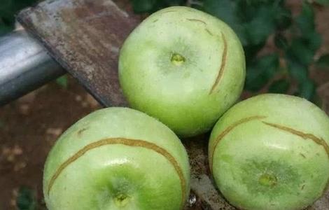 苹果裂果原因及防治 苹果水裂纹发生原因及防治