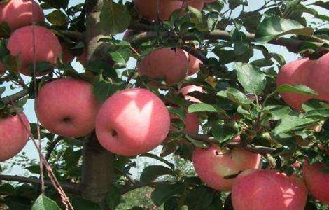 苹果怎么种植盆栽 苹果该怎么种植