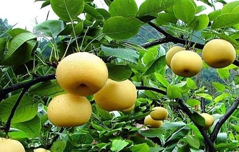 梨子对生长环境的要求 种植梨子的环境要求