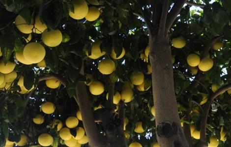 柚子树的高产栽培技术视频 柚子树的高产栽培技术