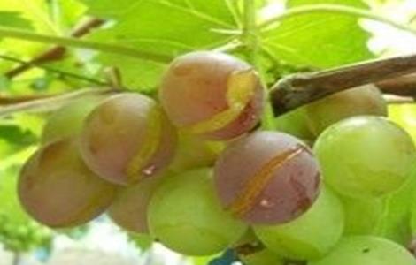 葡萄裂果的原因 葡萄裂果的原因和防治