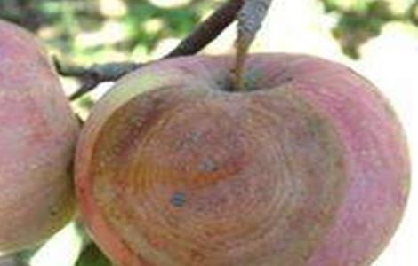 苹果烂果的原因及防治方法 苹果烂果病怎样防治