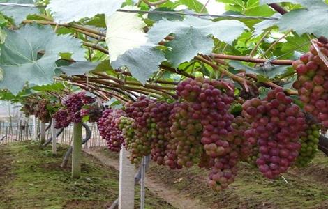 如何防止葡萄产生热害 如何防止葡萄产生热害的方法