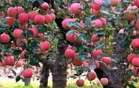 苹果树为什么会烂根 苹果树烂根是怎么回事