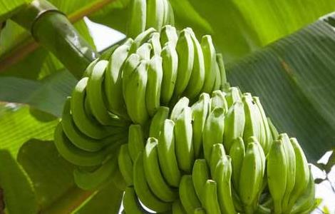 香蕉树种植要注意哪些事项 香蕉种植的注意事项