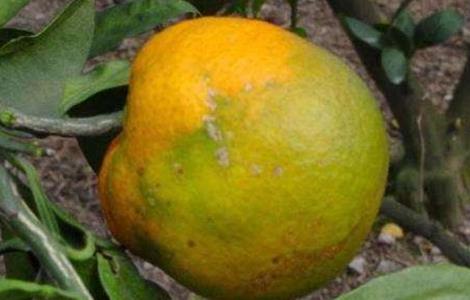 脐橙常见病虫害的防治方法 脐橙常见病虫害的防治方法视频