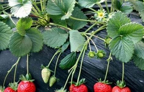 牛奶草莓的种植技术视频 牛奶草莓的种植技术