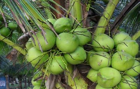 椰子种植的注意事项 椰子种植的注意事项是什么
