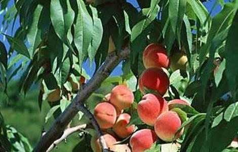 桃树套袋的原因及如何套袋 桃树套袋后的果园管理