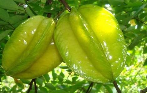杨桃的种植条件和温度 杨桃的种植条件