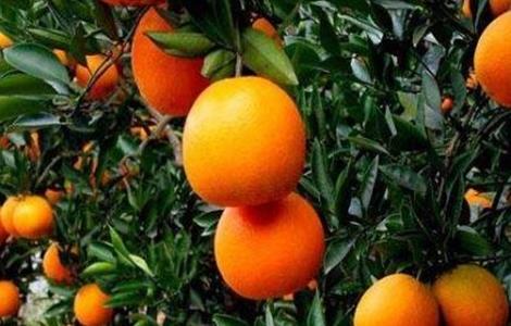 脐橙 种植 方法