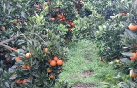 血橙的种植技术 血橙的种植技术与管理