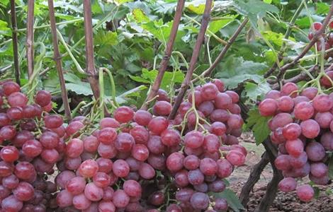 葡萄的栽培技术要点 葡萄种植技术七要点