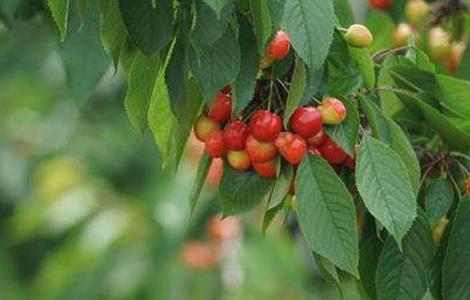 樱桃的种植条件和气候要求 樱桃的种植条件
