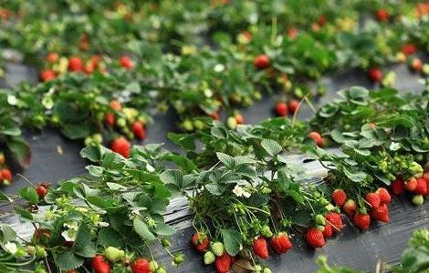 草莓水肥管理技术要点 草莓水肥管理技术