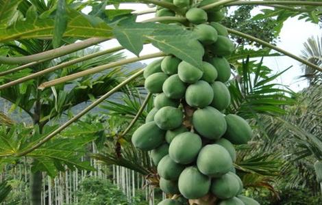 番木瓜如何种植 番木瓜的种植方法