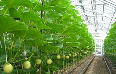 哈密瓜的种植技术和管理 哈密瓜的种植技术