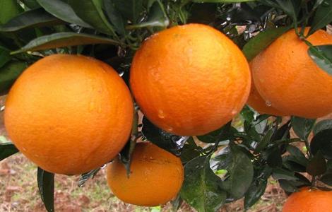 冰糖橙 栽培 技术