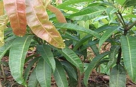 芒果的种子育苗技术 芒果种子育苗方法