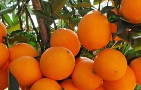 脐橙的保花保果方法