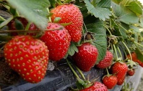 草莓种植环境要求 草莓对环境条件的要求