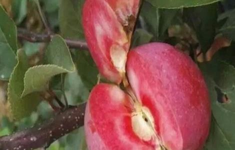红肉苹果的栽培技术 红肉苹果的栽培技术和管理
