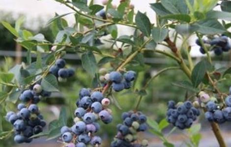 蓝莓扦插繁殖技术 蓝莓扦插繁殖技术过程