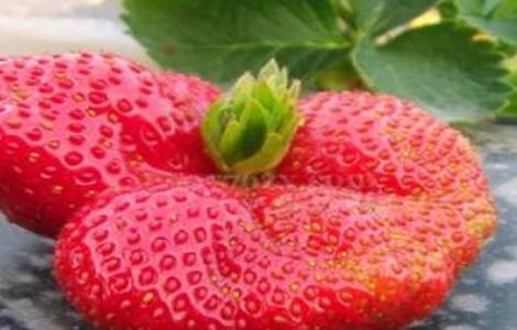 草莓田间畸形果的原因有哪些 草莓畸形果的原因及预防措施