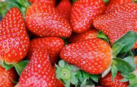 草莓的增甜技术 草莓的增甜技术有哪些
