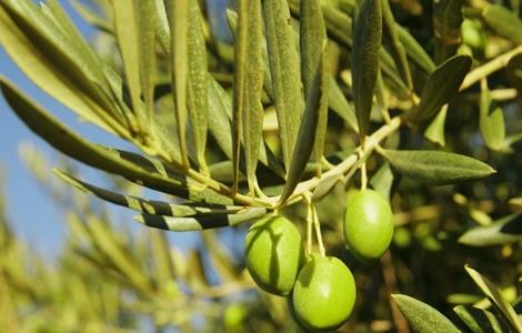橄榄种植技术与管理 橄榄花果期管理技术