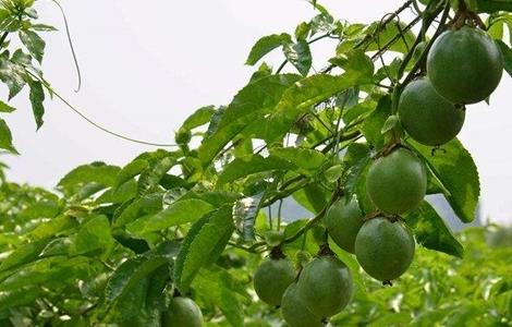 百香果种植环境要求 百香果生长对环境条件的要求