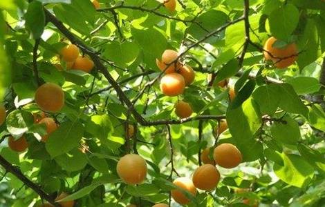 杏树采收后的管理方法和措施 杏树采收后的管理方法