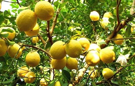 柠檬的花期管理技术 柠檬花期怎么管理
