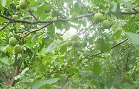 核桃树的施肥方法 核桃树的施肥方法及选肥