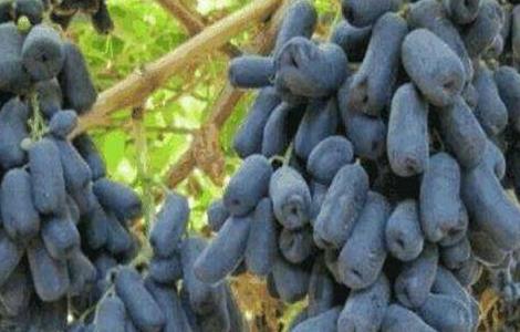 蓝宝石葡萄怎样管理技术 蓝宝石葡萄的花果管理技术