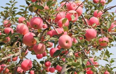 苹果采收后果园怎样管理 苹果采收以后要怎么管理