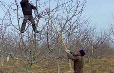树状苹果如何修剪 苹果树生长失衡如何修剪
