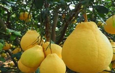 梅州沙田柚的优势 如何提高沙田柚的座果率