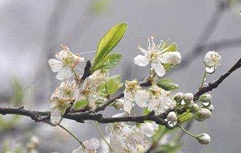 梨树反季节开花怎么回事 梨树反季节开花的原因及预防措施