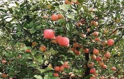 苹果树旺长怎么处理 苹果树旺长的原因及解决方法