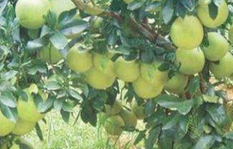 沙田柚高产的栽培技术 沙田柚高产的栽培技术视频