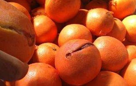 脐橙裂果原因及防治方法
