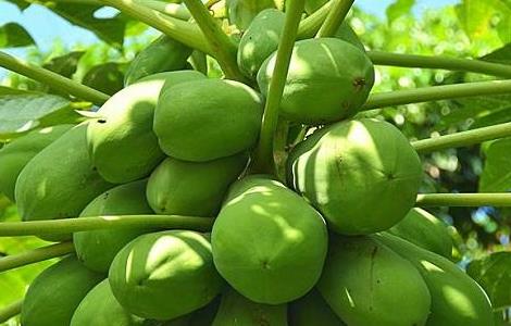 木瓜种植技术与栽培管理大全 木瓜的田间管理技术