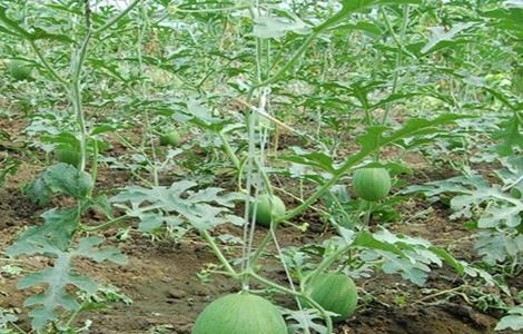 栽西瓜要注意事项 西瓜种植需要注意些什么