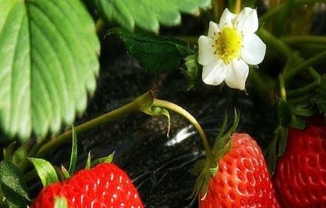 草莓春季管理要点和措施 草莓春季管理要点