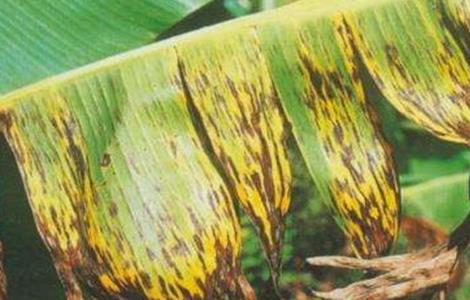 香蕉叶斑病的防治技术 香蕉叶斑病如何防治