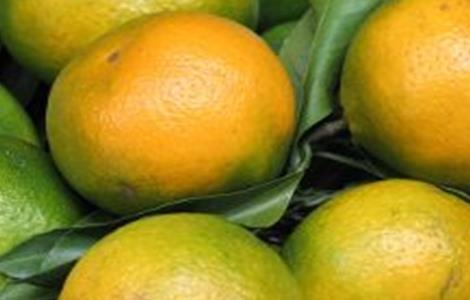 柑橘返青是什么原因造成的 柑橘返青是什么原因造成的呢