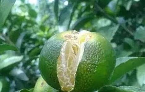 柑橘裂果病的防治方法 柑橘裂果原因及防治技术