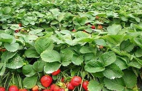 草莓的种植技术 草莓的种植技术总结美篇